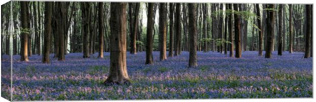 Sea of Bluebells in Micheldever forest Canvas Print by Sonny Ryse