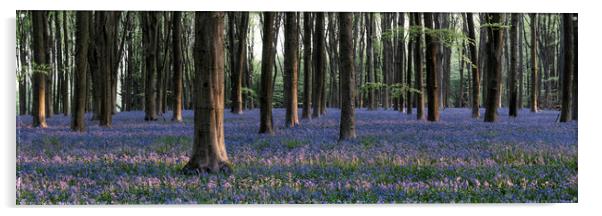 Sea of Bluebells in Micheldever forest Acrylic by Sonny Ryse