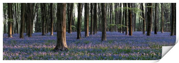 Sea of Bluebells in Micheldever forest Print by Sonny Ryse