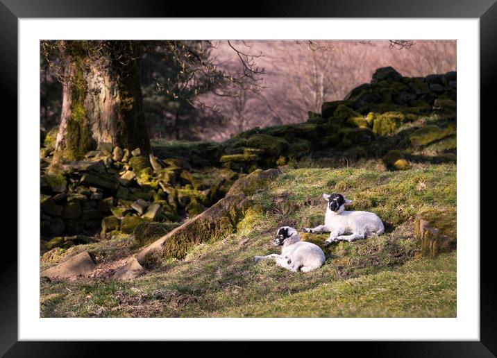 Lambs at Rest Framed Mounted Print by David Semmens