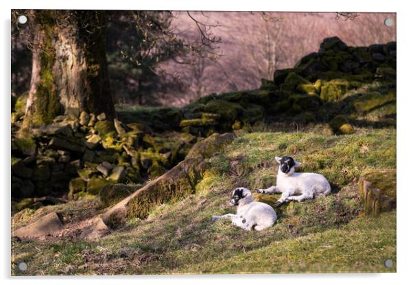 Lambs at Rest Acrylic by David Semmens