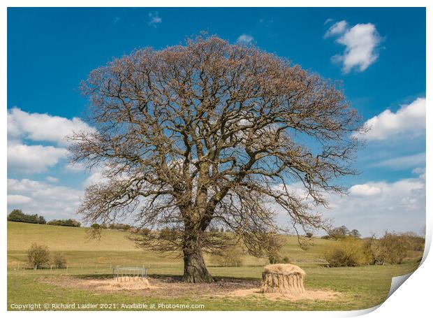 Spring Oak at Hutton Magna, Teesdale Print by Richard Laidler