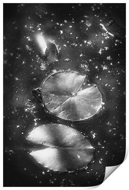 Lilly pad Galaxy Print by Mike Sherman Photog