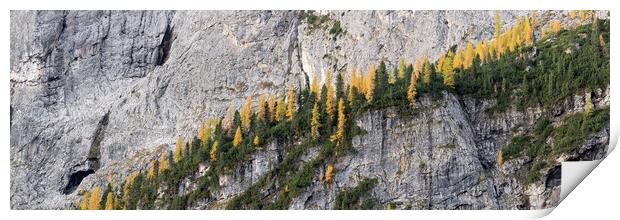 Alpine forest in the Alps Print by Sonny Ryse