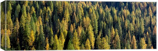 Alps Alpine forest in fall 2 Canvas Print by Sonny Ryse