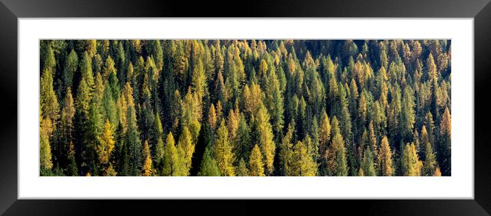Alps Alpine forest in fall 2 Framed Mounted Print by Sonny Ryse