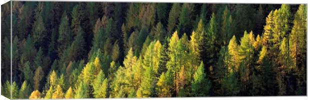 Alps Alpine forest in fall Canvas Print by Sonny Ryse