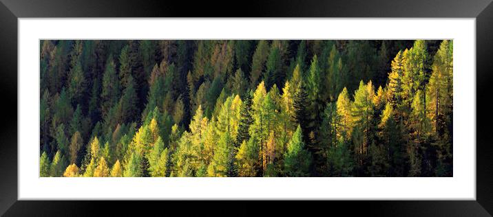 Alps Alpine forest in fall Framed Mounted Print by Sonny Ryse