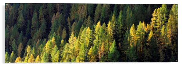 Alps Alpine forest in fall Acrylic by Sonny Ryse
