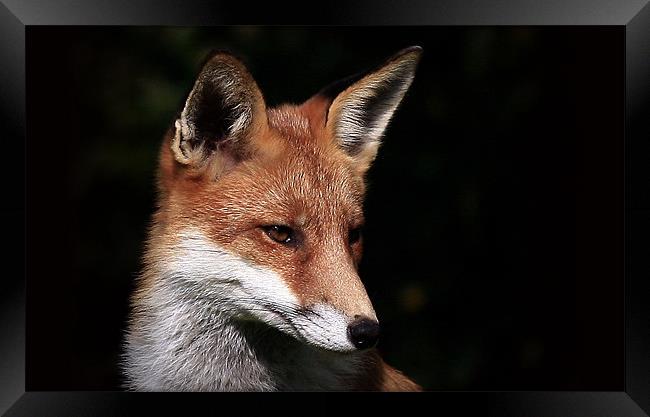 The Red Fox Framed Print by Trevor White