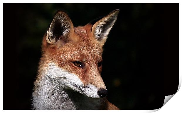 The Red Fox Print by Trevor White