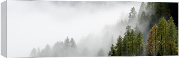 Misty alpine forest italian alps Canvas Print by Sonny Ryse