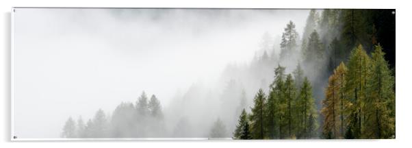 Misty alpine forest italian alps Acrylic by Sonny Ryse