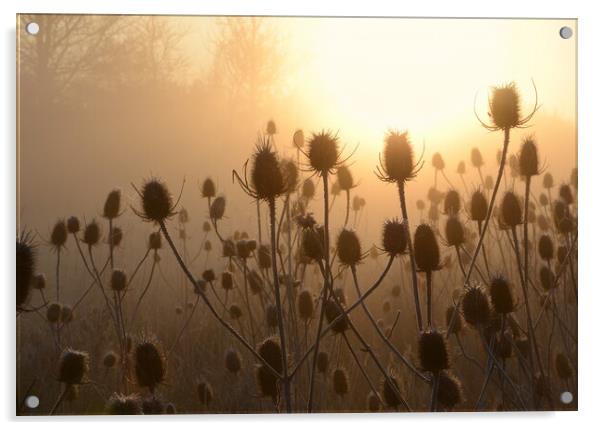Morning Teasels Acrylic by David Neighbour