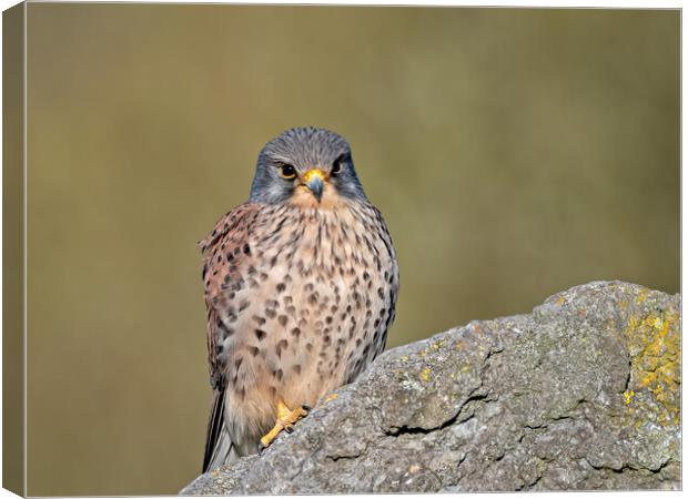 Kestrel perched on top of a rock Canvas Print by Vicky Outen