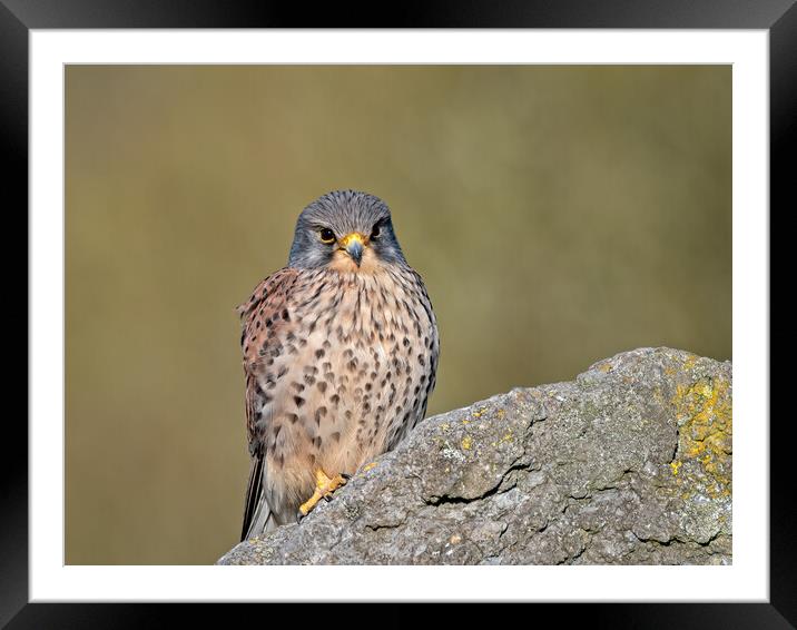 Kestrel perched on top of a rock Framed Mounted Print by Vicky Outen