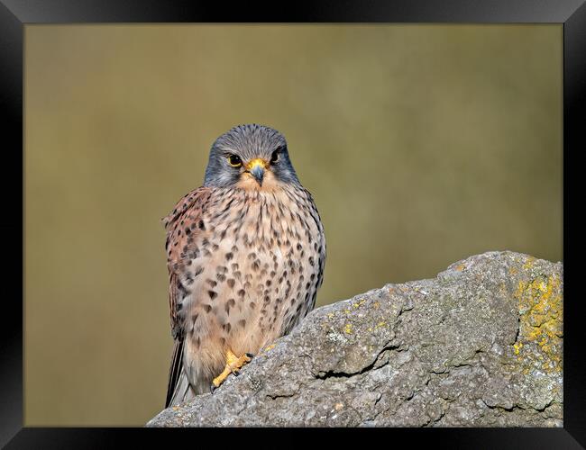 Kestrel perched on top of a rock Framed Print by Vicky Outen