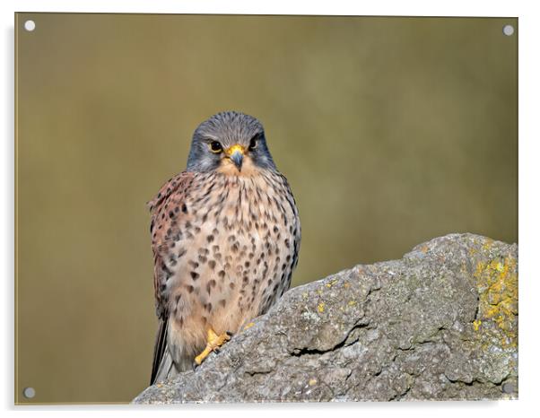 Kestrel perched on top of a rock Acrylic by Vicky Outen
