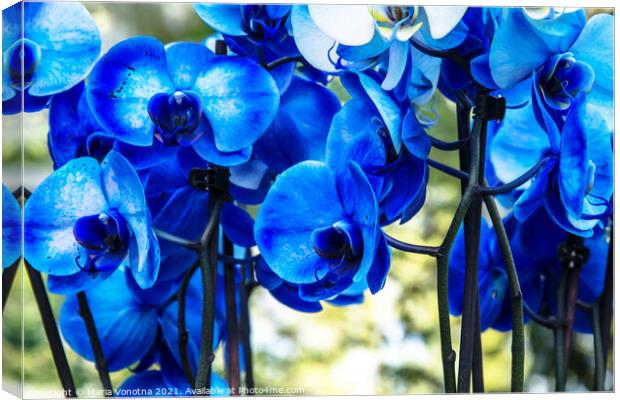 Blue orchids Canvas Print by Maria Vonotna