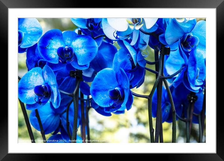 Blue orchids Framed Mounted Print by Maria Vonotna