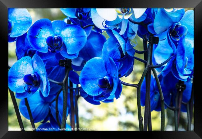 Blue orchids Framed Print by Maria Vonotna