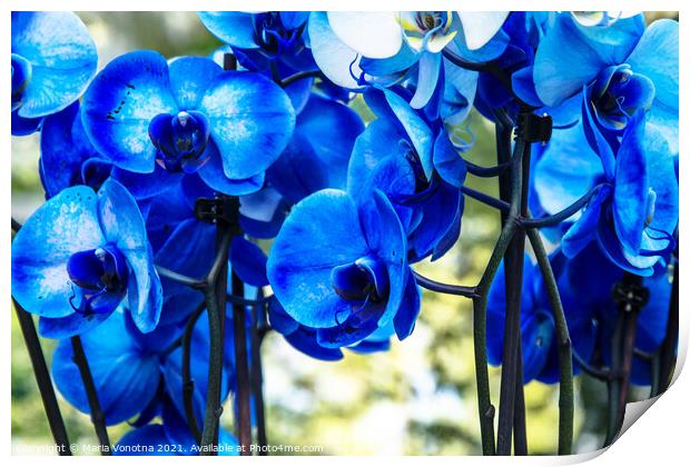 Blue orchids Print by Maria Vonotna