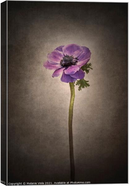 Graceful flower - Anemone coronaria | vintage style  Canvas Print by Melanie Viola