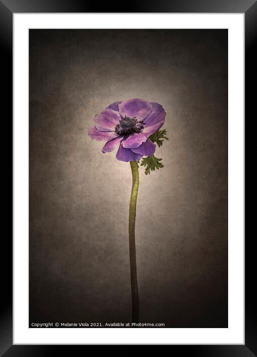 Graceful flower - Anemone coronaria | vintage style  Framed Mounted Print by Melanie Viola
