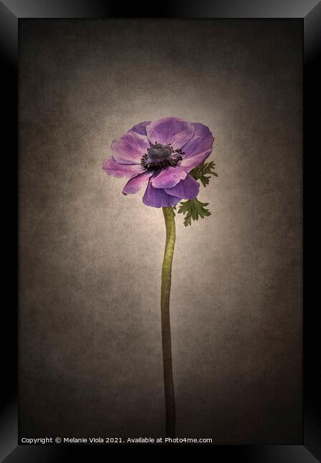 Graceful flower - Anemone coronaria | vintage style  Framed Print by Melanie Viola