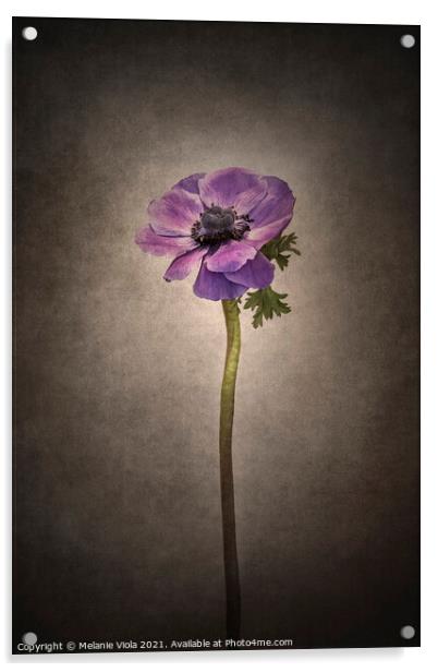 Graceful flower - Anemone coronaria | vintage style  Acrylic by Melanie Viola