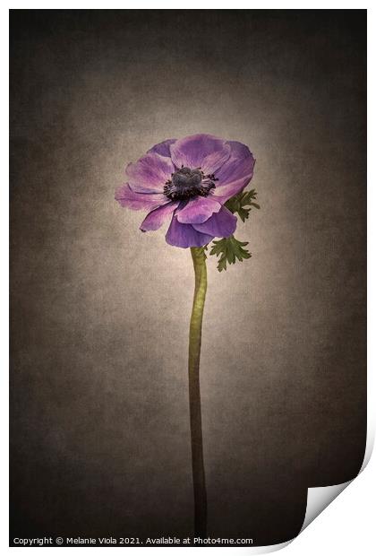 Graceful flower - Anemone coronaria | vintage style  Print by Melanie Viola