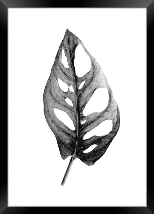Tropical Monstera Adansonii in black and white Framed Mounted Print by Wdnet Studio