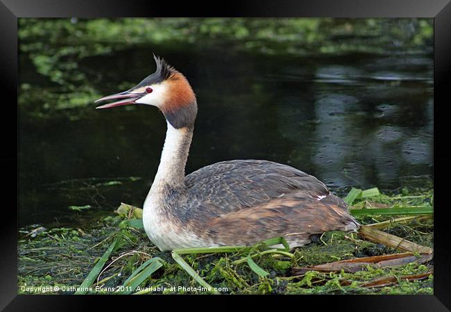 Great Crested Grebe Framed Print by Catherine Fowler