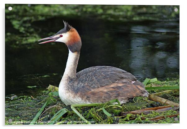 Great Crested Grebe Acrylic by Catherine Fowler