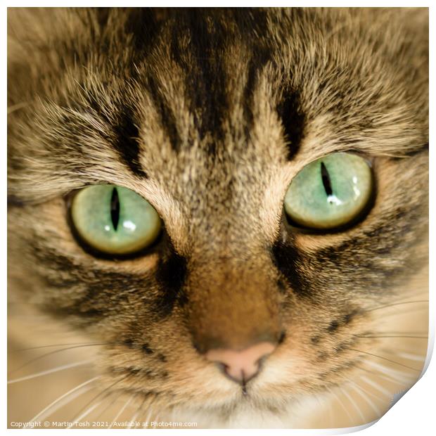 The eyes have it- Cat face close up Print by Martin Tosh