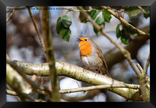 Robin singing perched on a tree branch Framed Print by Claire Castelli