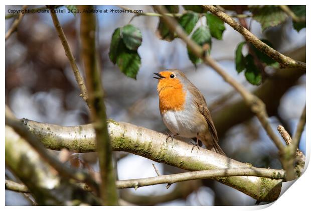 Robin singing perched on a tree branch Print by Claire Castelli