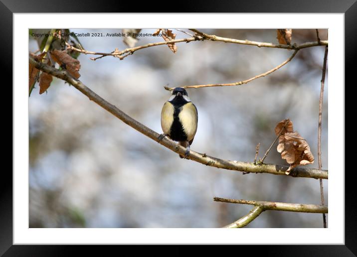 Great tit perching  Framed Mounted Print by Claire Castelli