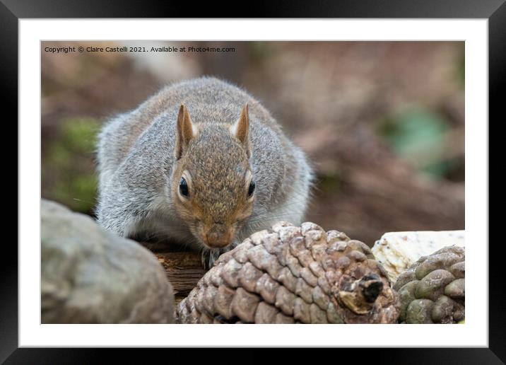 A grey squirrel Framed Mounted Print by Claire Castelli