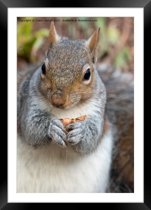 Grey Squirrel Framed Mounted Print by Claire Castelli