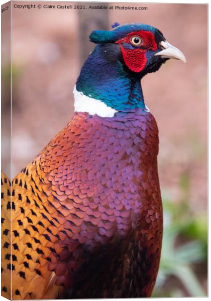 Male pheasant looking right Canvas Print by Claire Castelli