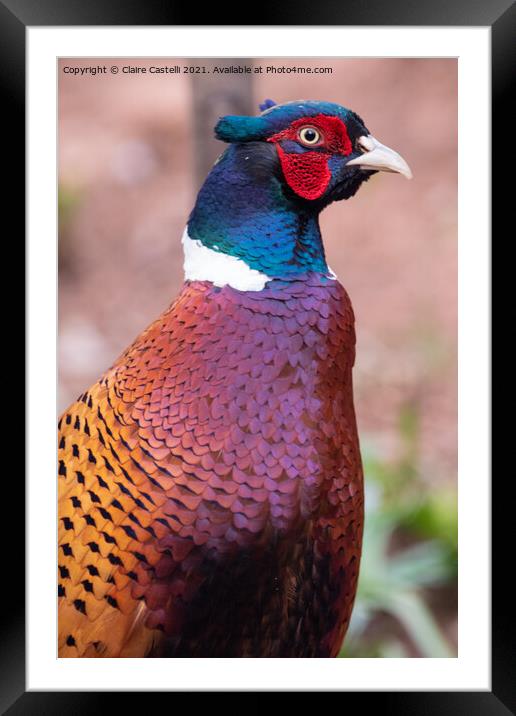 Male pheasant looking right Framed Mounted Print by Claire Castelli