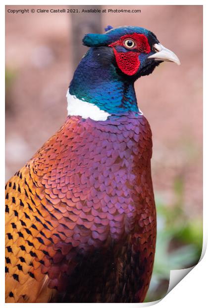 Male pheasant looking right Print by Claire Castelli