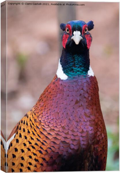 Pheasant looking straight to camera Canvas Print by Claire Castelli