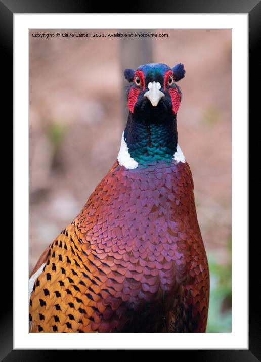 Pheasant looking straight to camera Framed Mounted Print by Claire Castelli