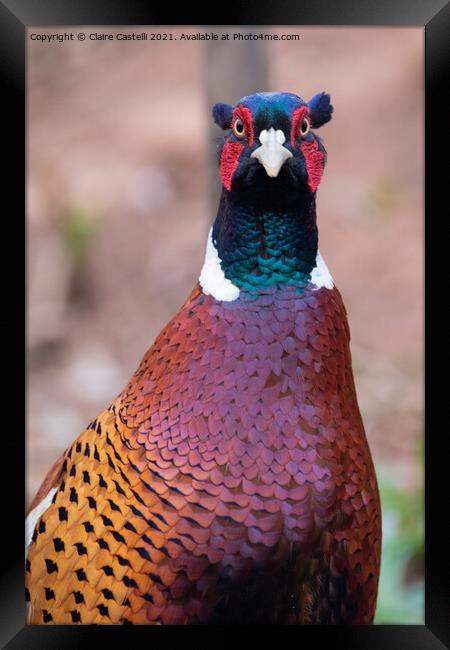 Pheasant looking straight to camera Framed Print by Claire Castelli