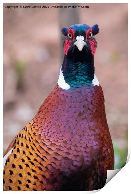 Pheasant looking straight to camera Print by Claire Castelli