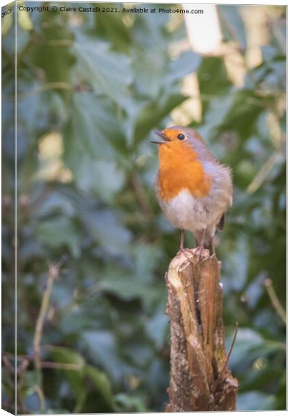 Close up of robin singing Canvas Print by Claire Castelli