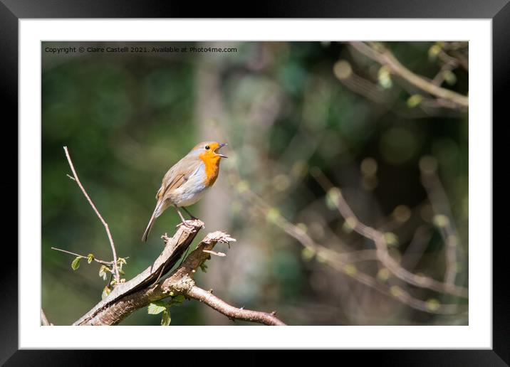 Robin singing in the trees Framed Mounted Print by Claire Castelli