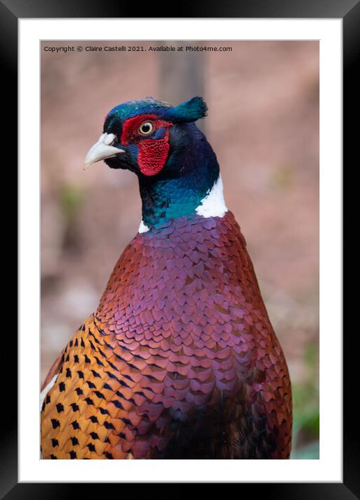 Male Pheasant Framed Mounted Print by Claire Castelli